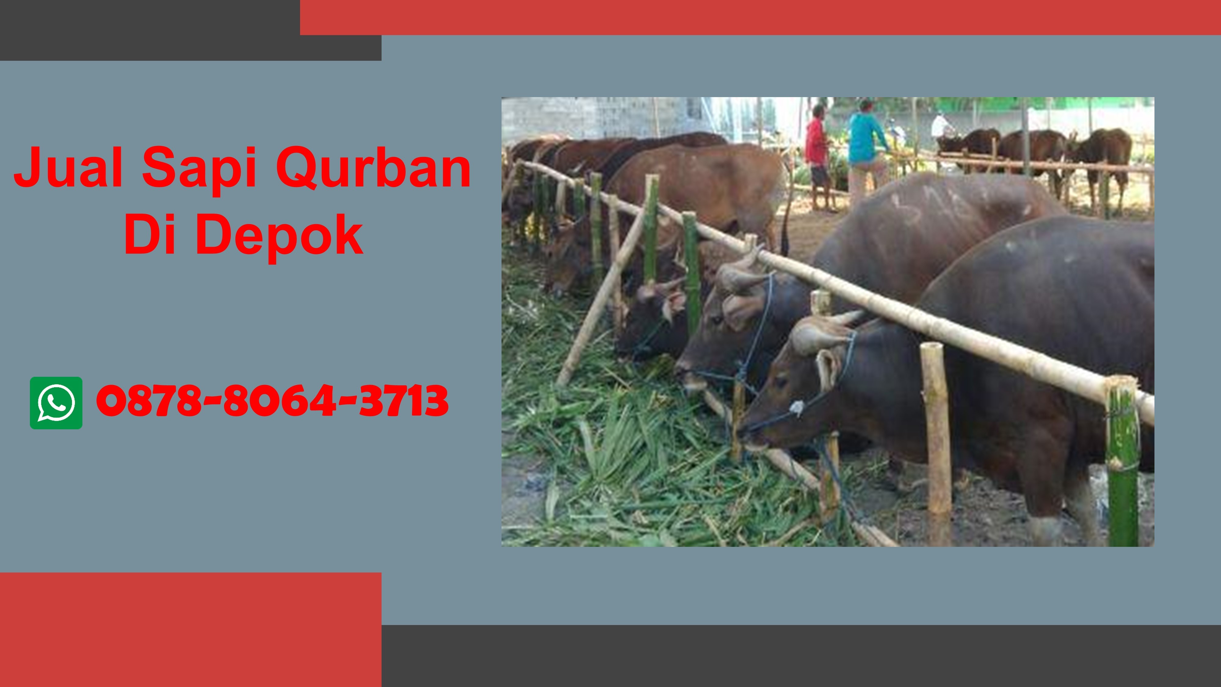 WA 0878-8064-3713  Sapi Qurban Di Seputar Cinere Depok
