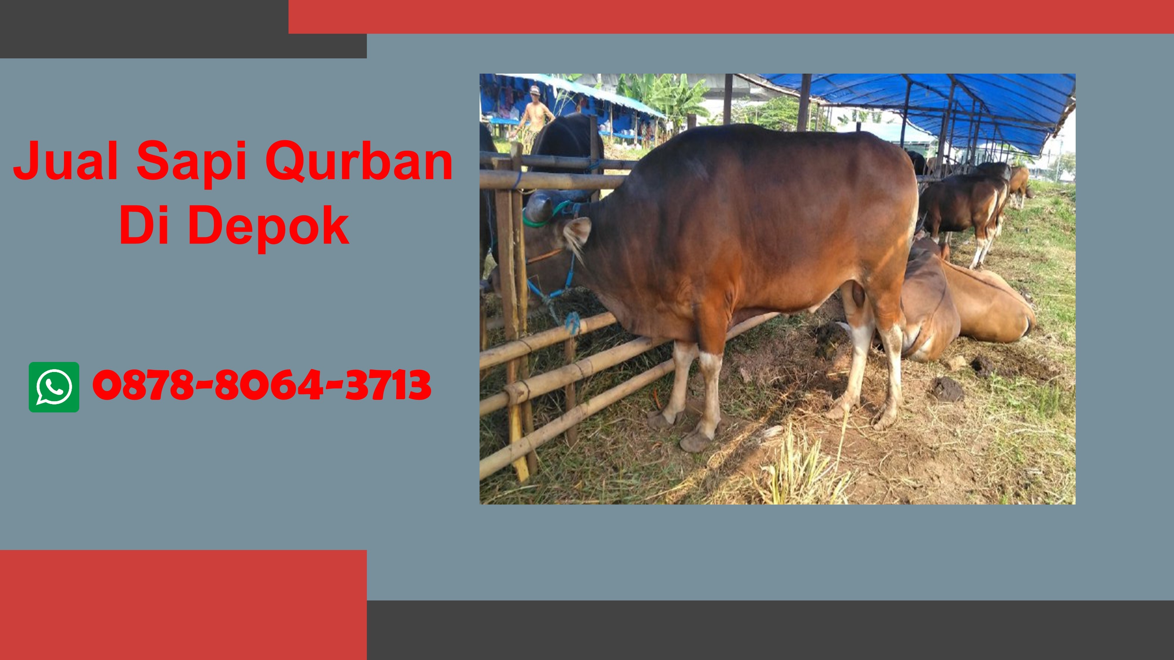 WA 0878-8064-3713, Kami adalah pedagang hewan qurban di Depok yang menyediakan Jual Sapi Qurban Duren Seribu Depok, Jual Sapi Qurban Pondok Petir Depok, Jual Sapi Qurban Depok, Jual Sapi Qurban Serua Depok, 
Segera Hubungi Kami untuk mendapatkan hewan quban berkualitas dan pelayanan terbaik TELP/WA 0878-8064-3713